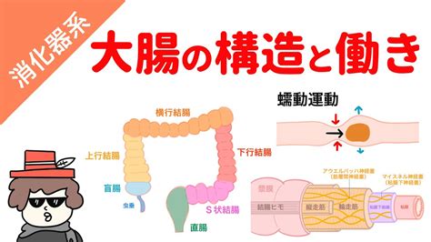 大腸 方向|大腸の構造と機能